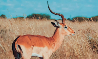 Things to do in Mafikeng