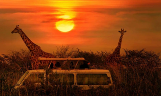 Best South African wildlife adventures