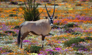 Best places to see Spring flowers in South Africa