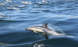 Algoa Bay becomes a prestigious Whale Heritage Site