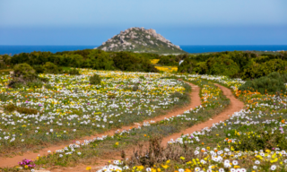 Where to view the Cape’s spring flowers