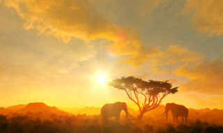 The Beauty of South Africa’s Wildlife & National Parks