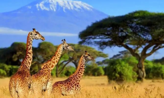 South African Wildlife: Beyond the Big Five