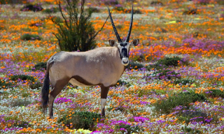 A spectacular Namaqualand flower season beckons in 2023